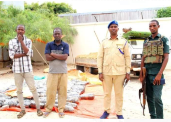 ضبط 142 كيلو غرامًا من الحشيش في ولاية جوبالاند بجنوب الصومال